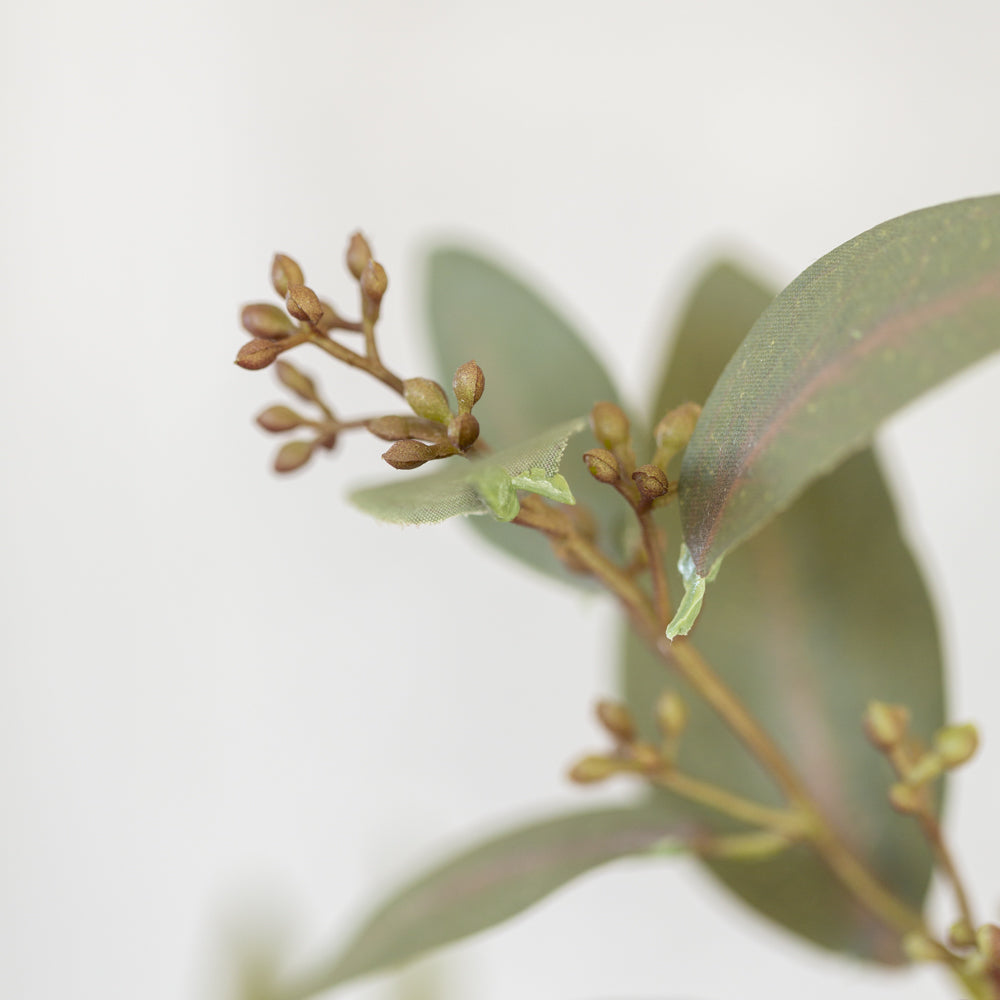 Eucalyptus Spray with Seeds