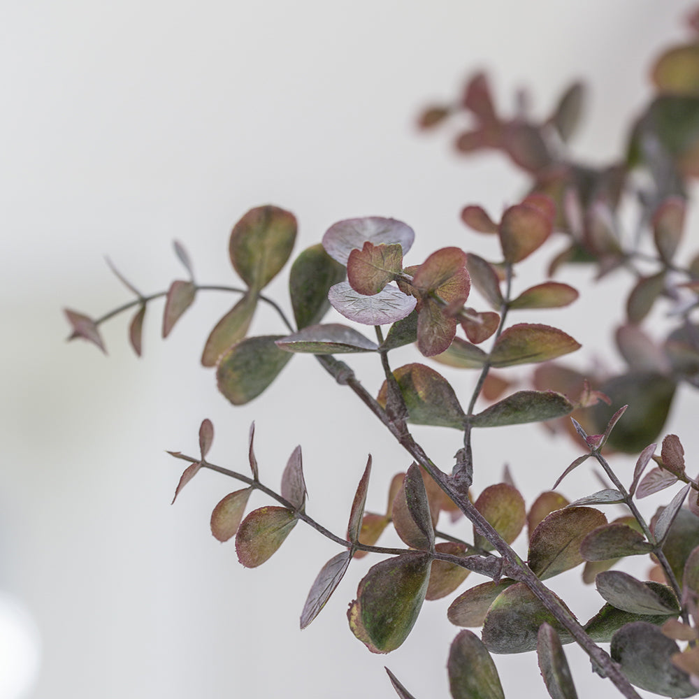 Eucalyptus Stem Plum